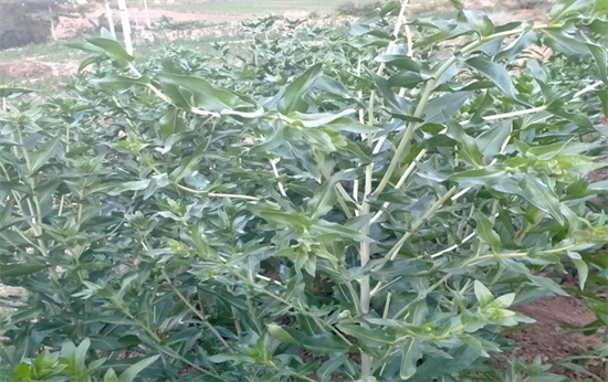 1670378727464012365.png 640 (16).png